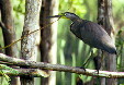 Tiger Heron about to take flight, Manialtepec. Mexico.