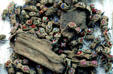 Jeweled bugs for sale to be worn live as broaches at Mérida market. Mexico.