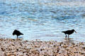 Variable Oystercatchers at Waipu River. New Zealand.