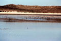 Sea & shorebirds congregate at Waipu River. New Zealand.