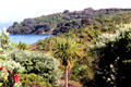 Dense vegetation covers nature sanctuary Tiritiri Matangi. New Zealand