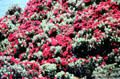 New Zealand Christmas tree on Tiritiri Matangi. New Zealand.