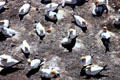 Gannet breeding colony at Muriwai Beach. New Zealand