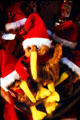 Santa Kiwi birds, a symbol of New Zealand, at Rotorua. New Zealand.