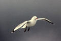 Red Bill Gull as seen from the ferry to South Island. New Zealand