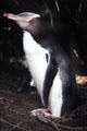Yellow-eyed penguin on nest near Oamaru. New Zealand