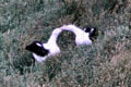 Albatrosses breed on Otago Peninsula in only colony in the world near civilization. New Zealand