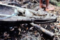 Carved canoe spirit head in Mendam. Papua New Guinea.