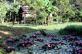 Swamp, flowers, jungle and house in Palembei. Papua New Guinea.