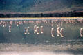 Flamingos feeding in lake at Ngorongoro Park. Tanzania