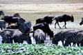 Zebra & Gnus in wetlands of Ngorongoro Crater. Tanzania.