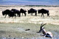 Grant's Gazelle resting in grass in front of herd of Gnus at Ngorongoro Park. Tanzania.