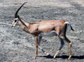 Grant's Gazelle at Ngorongoro Park. Tanzania.