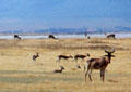 Kongoni, a type of plains antelope at Ngorongoro Park. Tanzania.