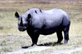 White rhinoceros being gleaned by Red Billed Oxpecker birds at Ngorongoro Park. Tanzania