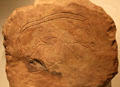 Pictish stone slab with boar inscribed with spirals from Dores at National Museum of Scotland. Edinburgh, Scotland.