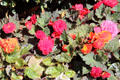 Flower bed in George Square. Glasgow, Scotland.