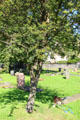 Thorn tree which tradition says is burial place of mother of Sir William Wallace at Dunfermline Abbey. Dunfermline, Scotland.
