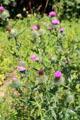 Thistles growing on estate at Newhailes. Musselburgh, Scotland.