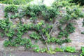 Garden espalier at Kellie Castle. Pittenweem, Scotland.