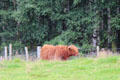 Highland cow at Highland Folk Museum. Newtonmore, Scotland