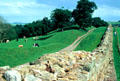 Cows graze along stone ruins of Hadrian's Wall. Scotland