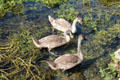 Swans feeding on Coln River vegetation. Bibury, England