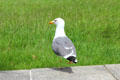 Gull near River Lagan. Belfast, Northern Ireland.