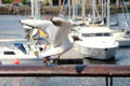 Black-headed gull at Titanic Quarter. Belfast, Northern Ireland.