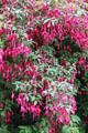 Red fuchsia flowering hedge at Ulster Folk Park. Belfast, Northern Ireland.