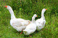 Geese at Ulster Folk Park. Belfast, Northern Ireland.