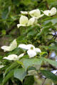 Dogwood flowering tree in Botanic Gardens. Belfast, Northern Ireland.