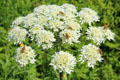 Wildflowers with bees at Carrick-a-Rede Rope Bridge on Antrim Coast. Northern Ireland.