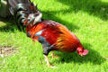 Rooster at Ulster American Folk Park. Omagh, Northern Ireland.