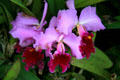 Orchid at Bellingrath Gardens. Theodore, AL.