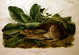 John James Audubon folio of Black-tailed Hare. AR.
