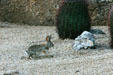 Cottontail rabbit. Scottsdale, AZ.