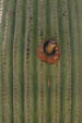 Woodpecker nesting in cactus. Tucson, AZ.