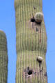 Woodpecker holes on Saguaro cactus in Sonoran Desert. Tucson, AZ.