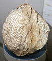Seri native pelican pouch bag from Northwest Mexico at Arizona State Museum. Tucson, AZ.