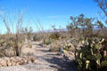 Graves among the cacti at Boothill Cemetery. Tombstone, AZ.