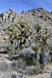 Landscape of Joshua Tree National Park. CA.