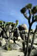 Flora of Joshua Tree National Park. CA.