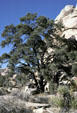Tree in Joshua Tree National Park. CA.