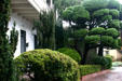 Casa Amesti with sculpted trees. Monterey, CA.