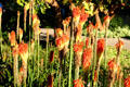 Flowers in the garden of Disney Concert Hall. Los Angeles, CA.