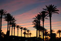 Sunset over Long Beach palm trees. Long Beach, CA.