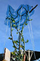 Kelp sculpture at Aquarium of the Pacific. Long Beach, CA.