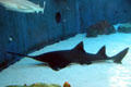 Sawfish at Aquarium of the Pacific. Long Beach, CA.
