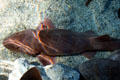 Nurse shark at Aquarium of the Pacific. Long Beach, CA.